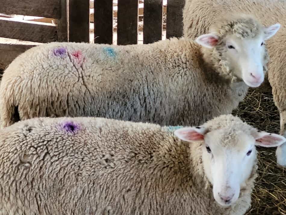 traces de pulvérisation en pointillés sur les agneaux pour montrer la vermifugation