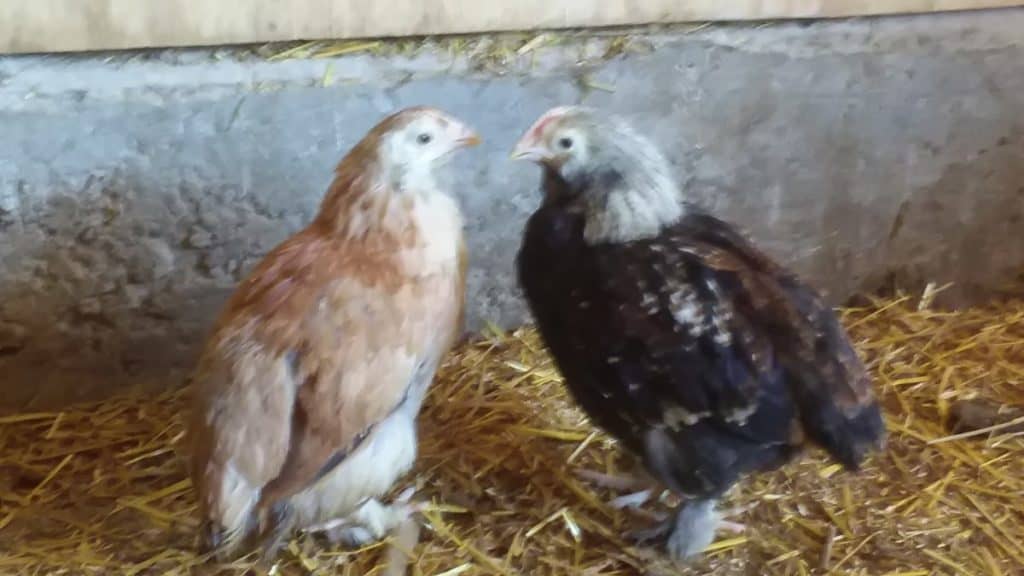 Jeune Saumon Faverolles la poulette est fauve et le coq est de corps foncé avec une tête et un cou blanc/gris.