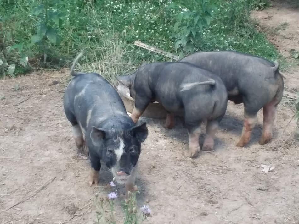 trois cochons noirs mangeant