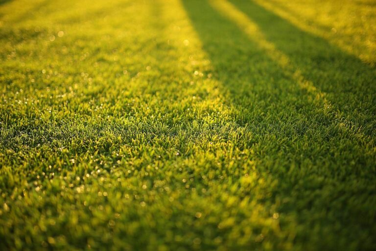 Comment épaissir une herbe fine ?
