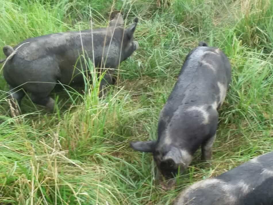 cochons noirs mangeant de l'herbe 