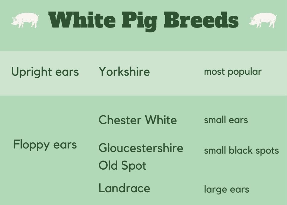 graphique montrant les différences entre les races de porcs blancs