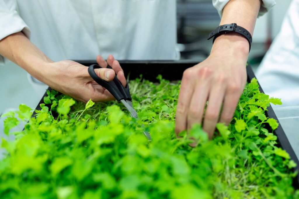 Comment faire pousser des micro-pousses en 11 étapes faciles (mise à jour 2020)