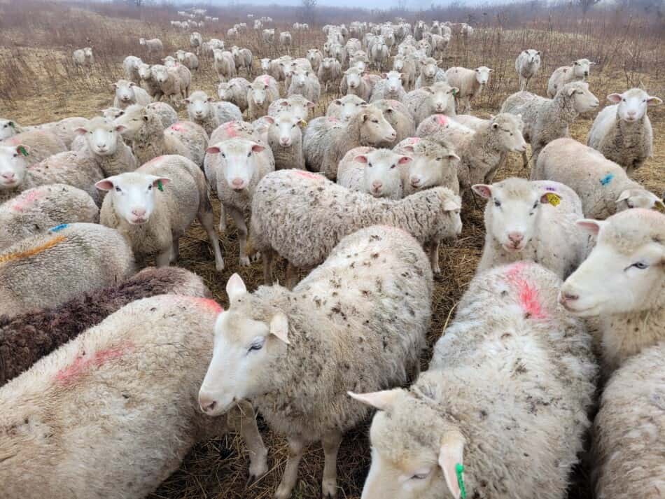 troupeau de moutons regardant le photographe