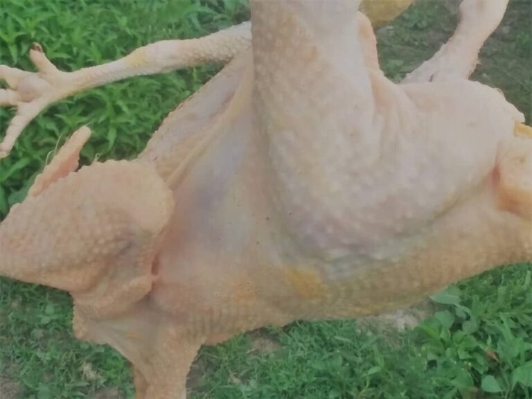 poulet plumé à la main, celui-ci est une poule à ragoût