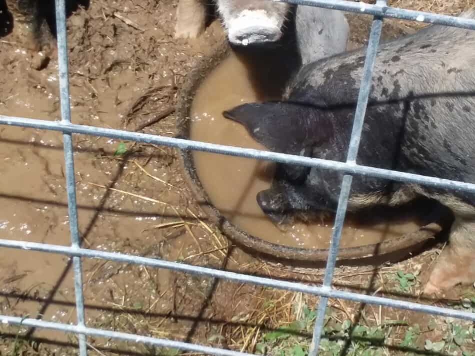 les cochons renversent de l'eau en buvant