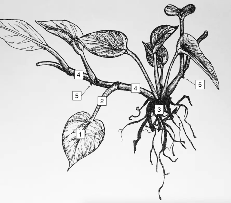 Comment propager le pothos : le guide illustré
