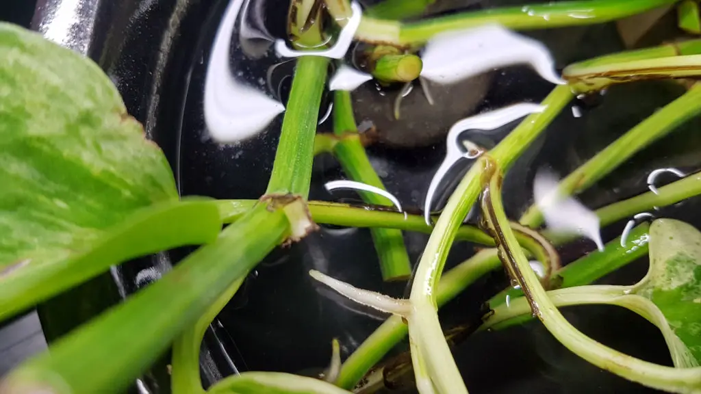 Boutures de pothos enracinant dans l'eau