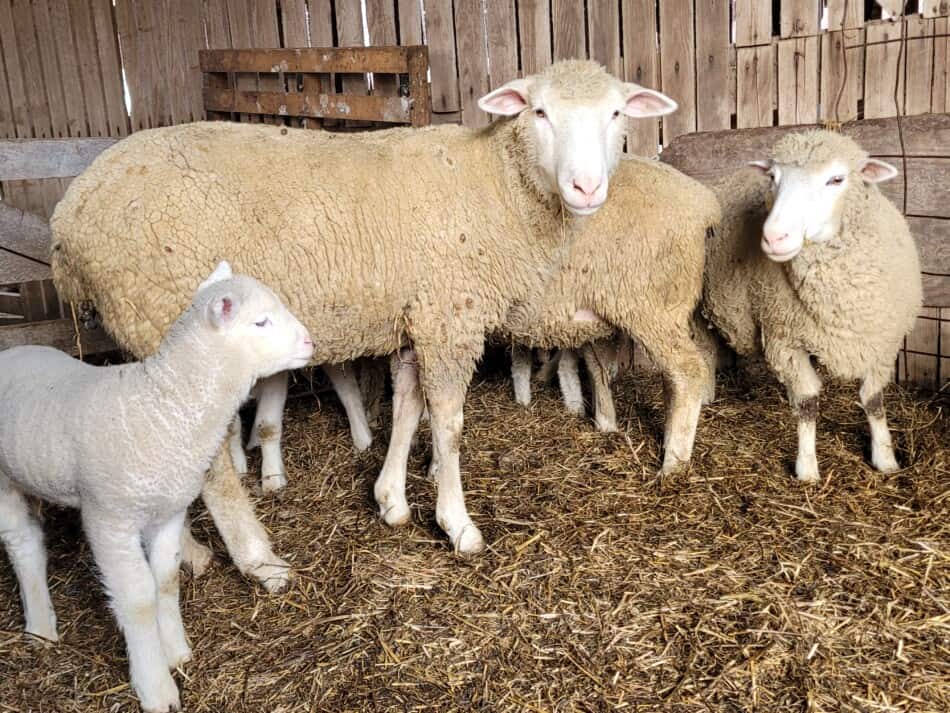 brebis avec agneaux dans la grange