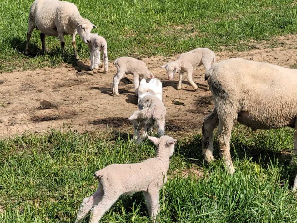 moutons et agneaux à face blanche au bloc de sel dans le pâturage