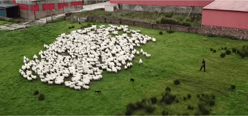 des moutons rassemblés dans la grange, image de The Sheep Game (YouTube)