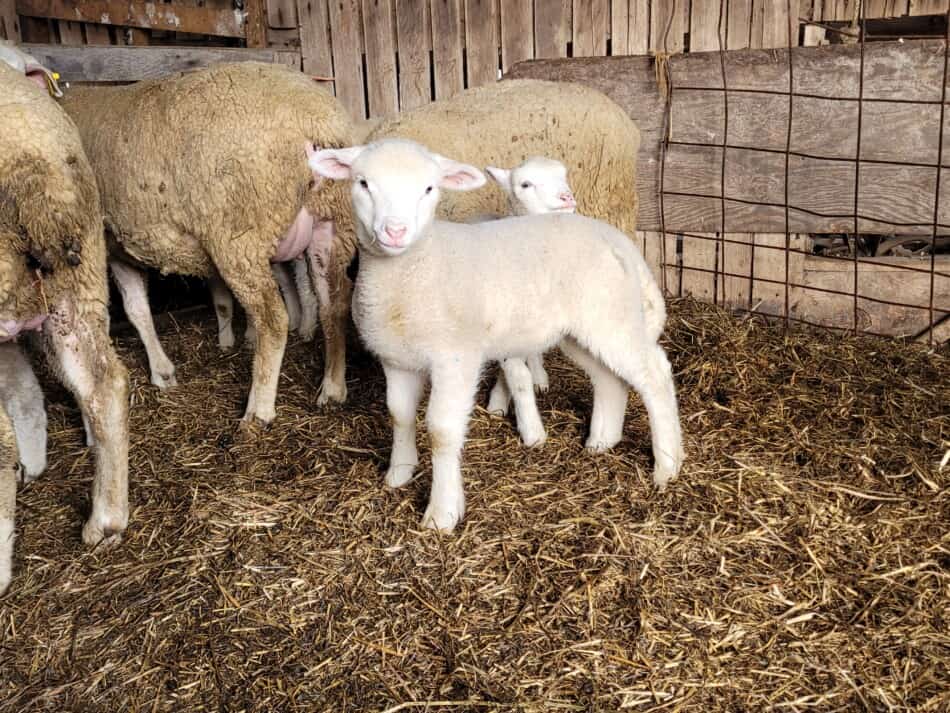 deux agneaux à l'arrière des brebis dans la grange