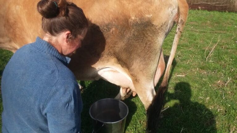 On se prépare à traire à la main notre vache Jersey.