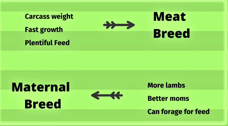 graphique montrant les différences fondamentales entre les races à viande et les races maternelles de moutons