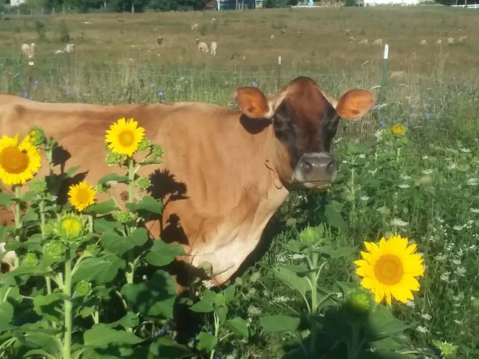 Vache de Jersey dans les tournesols
