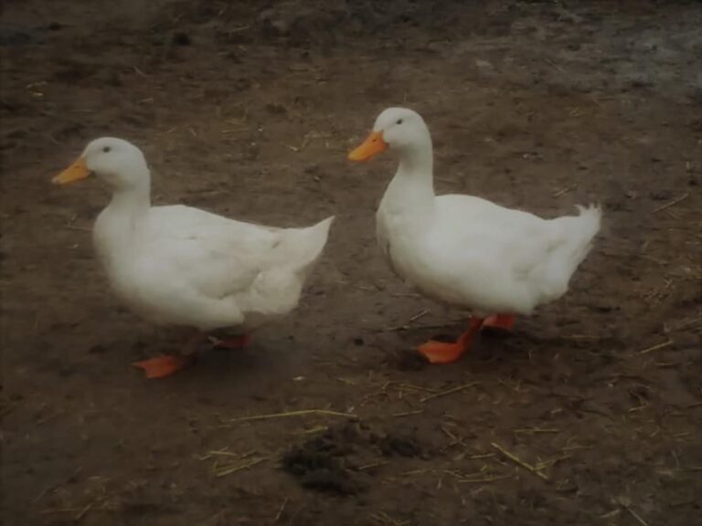 Couple de canards de Pékin