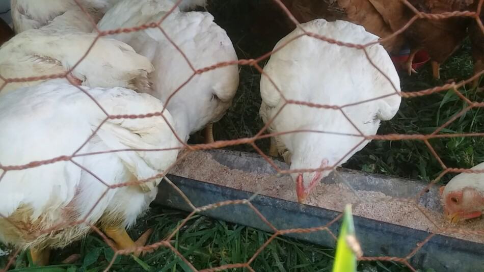 poulets de chair mangeant dans une mangeoire