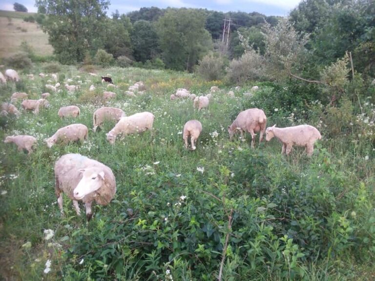 pâturage de moutons