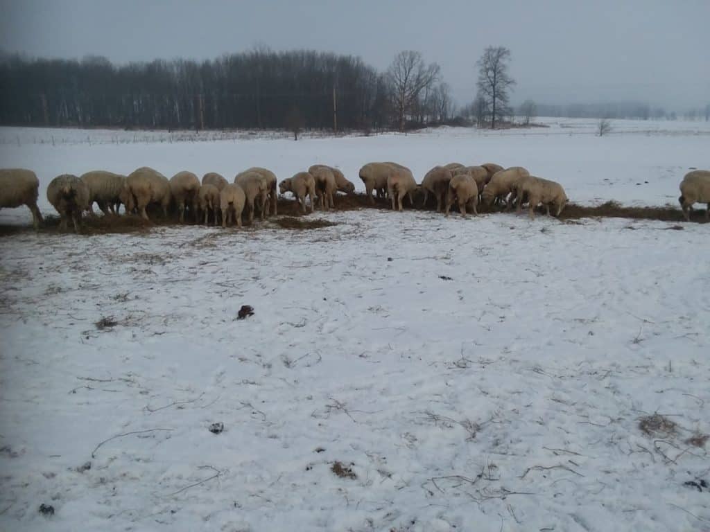 Nourrir les moutons au pâturage en hiver.