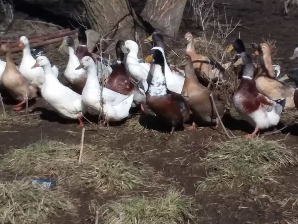 troupeau de canards domestiques, races mixtes