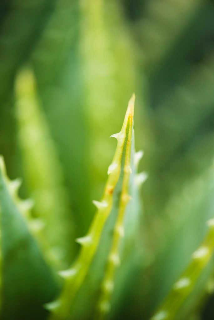 Gros plan macro sur l'Aloe Vera