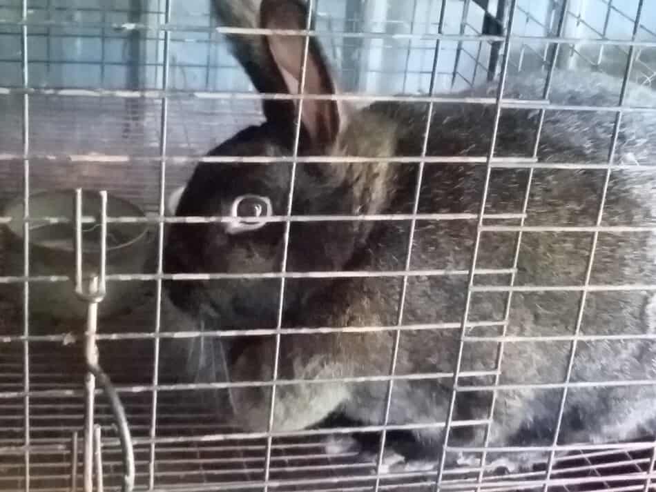 Lapin noir en cage avec un pot en céramique pour l'eau