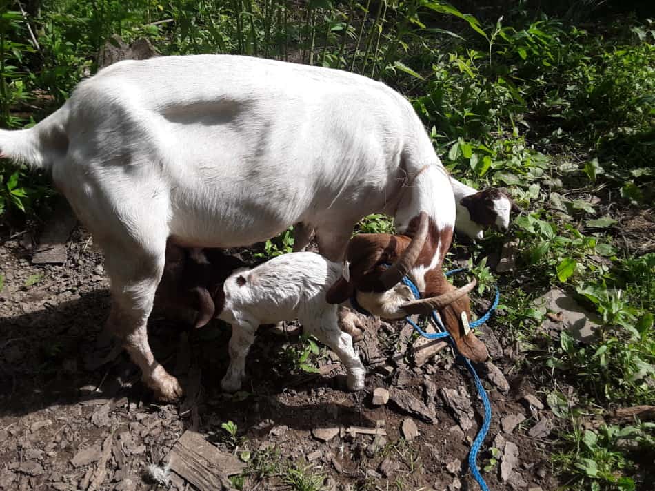 Biche Boer avec de nouveaux jumeaux