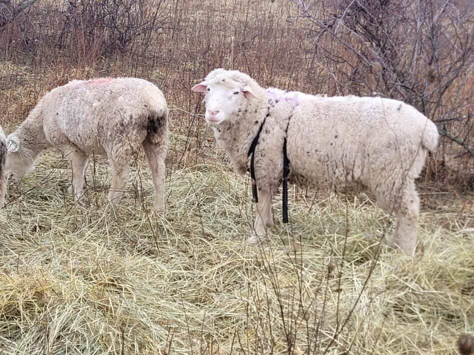 bélier à face blanche avec harnais de reproduction