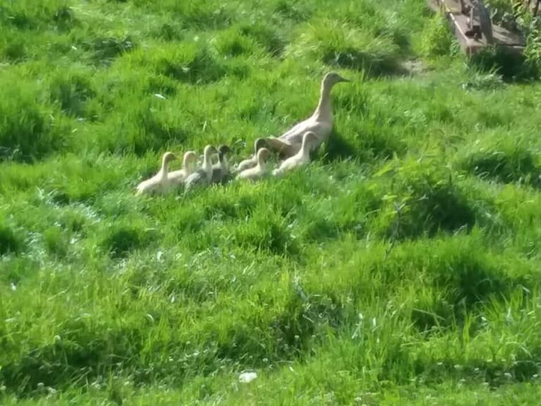 canard avec des canetons marchant dans l'herbe