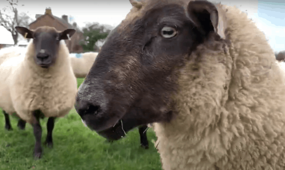 moutons en Ecosse, The Sheep Game (YouTube)