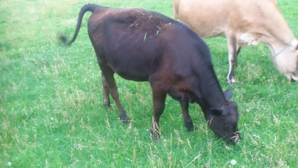 Vache Jersey et sa demi-génisse Angus en train de paître