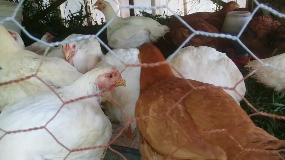 poulets de chair dans un tracteur à poulets, Cornish cross et Red Rangers