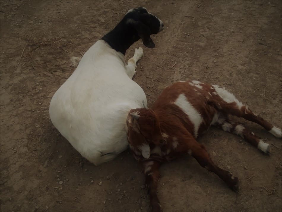 Chèvre Boer et sa chevrette de 4 mois