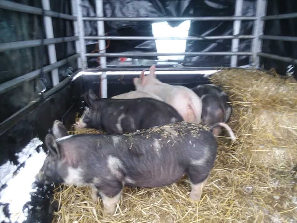 porcs d'engraissement dans les racks des camions