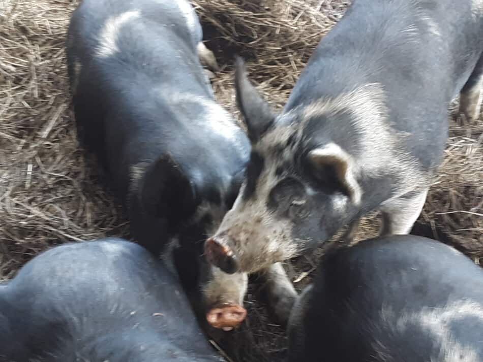 porcs du marché se reposant sur la litière