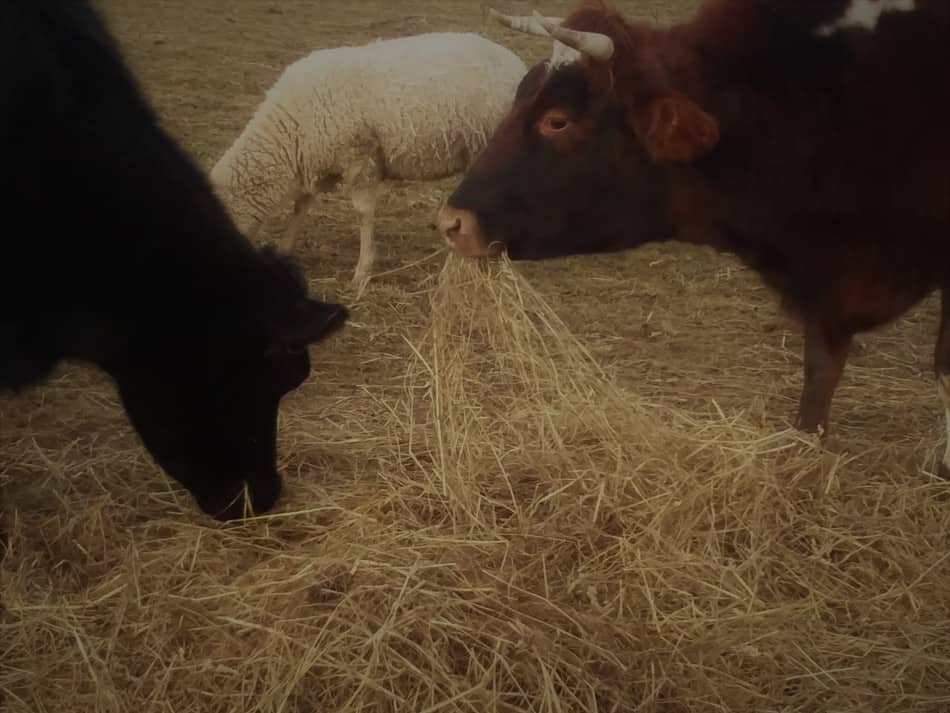 Deux bovins mangeant du foin avec un mouton en arrière-plan