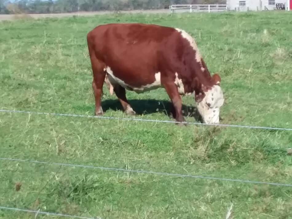 Vache Hereford en train de brouter