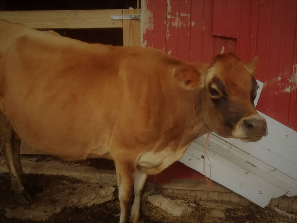 Aleene, notre vache Jersey, profite du soleil