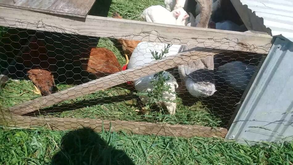 poulets de chair mixtes mangeant de l'herbe