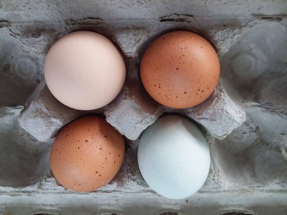 oeufs de poule provenant d'une variété de poules