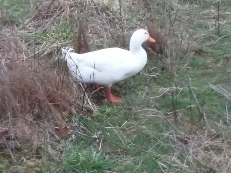 Pékin mâle dans l'herbe