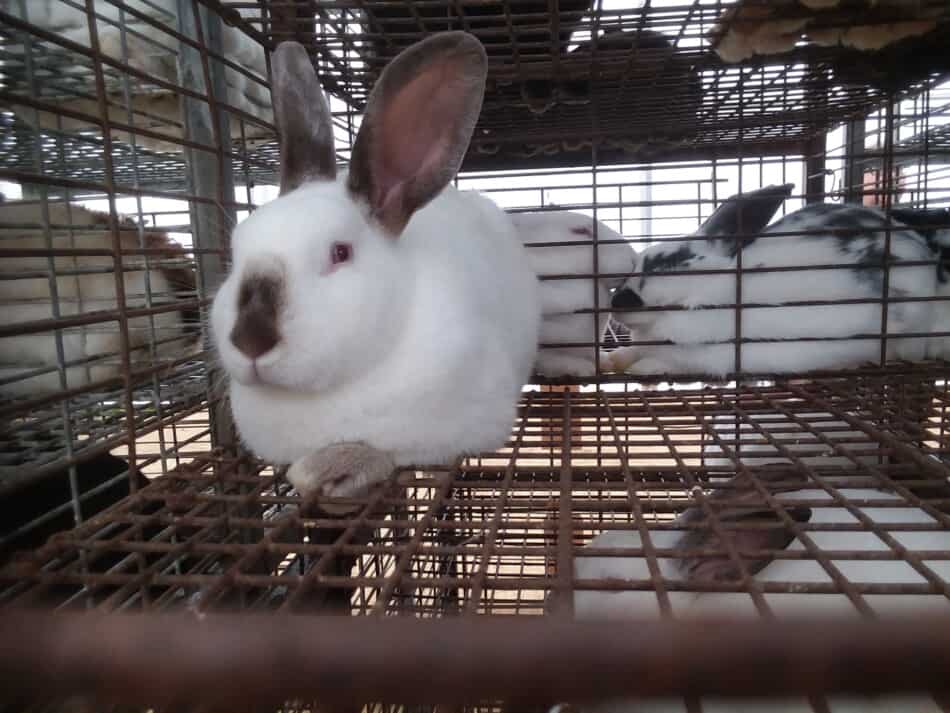 Lapin californien à vendre aux enchères