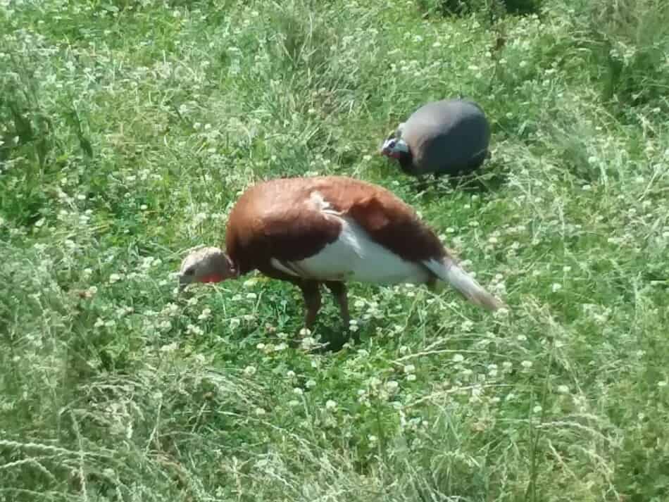 Poule rouge Bourbon mangeant de l'herbe avec une pintade en arrière-plan