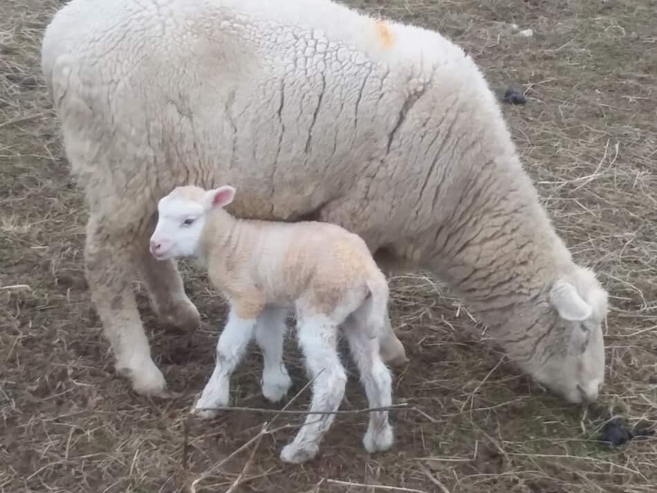 brebis avec un nouveau bébé