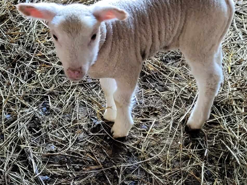 jeune agneau regardant la caméra