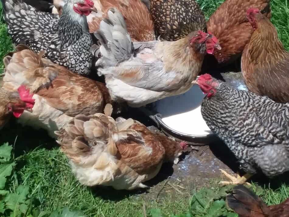 poules pondeuses de différentes races buvant un récipient de lait