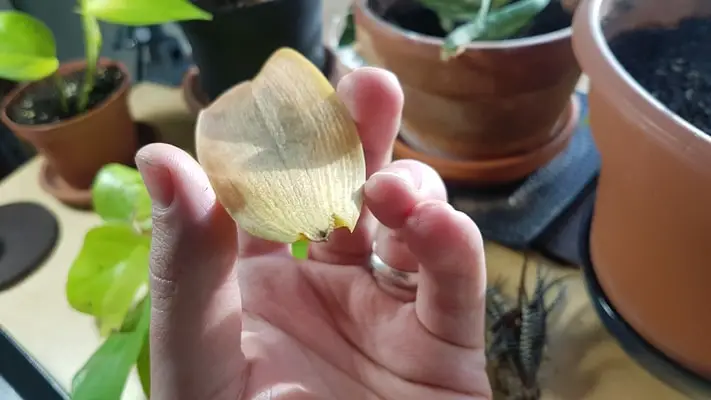 Faut-il couper les feuilles jaunes des orchidées ?