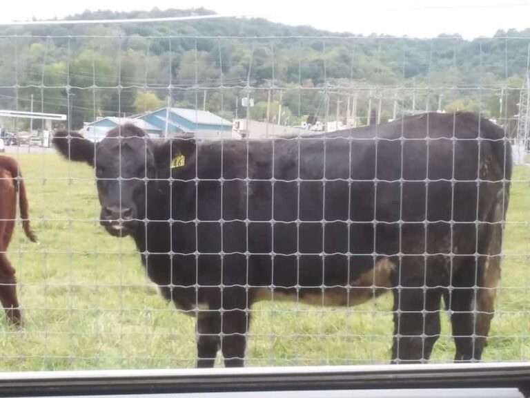 Magnifique veau de race croisée au pâturage. N'oubliez pas de remarquer la clôture, elle est vraiment bien faite !