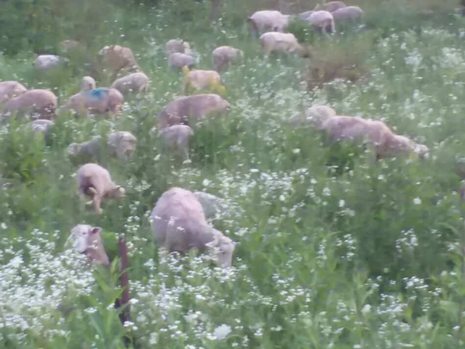 troupeau de moutons à face blanche dans une grande section de pâturage