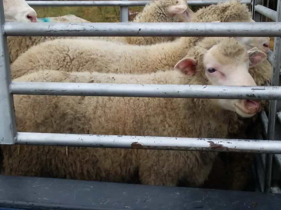 Moutons transportés dans des supports de camion